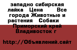 западно сибирская лайка › Цена ­ 0 - Все города Животные и растения » Собаки   . Приморский край,Владивосток г.